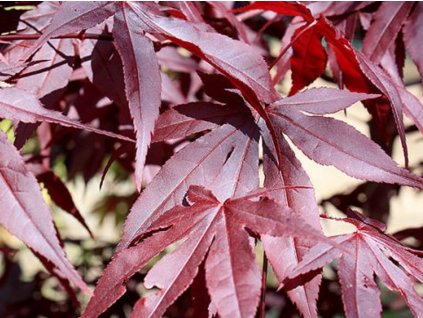 Javor dlaňovitolistý 'Red Emperor'