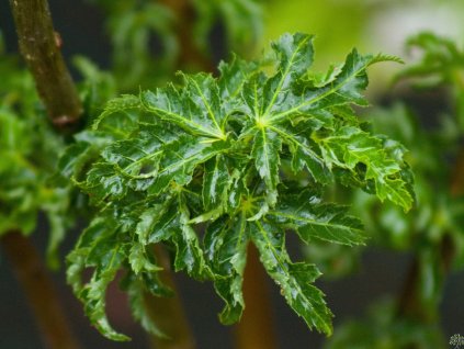 Acer palmatum 'Shishigashira'