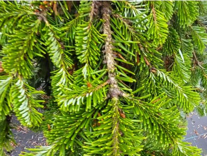 Jedľa Nordmannova 'Pendula'