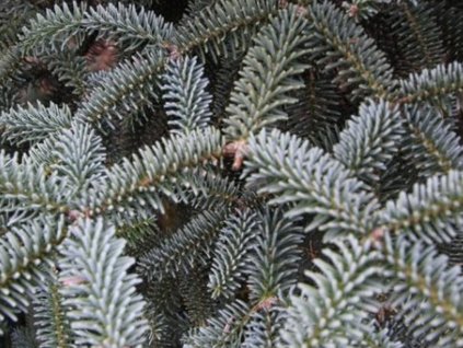 Jedľa alžírska 'Glauca'