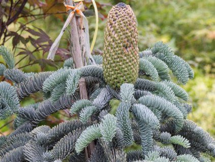 Abies procera 'Glauca'