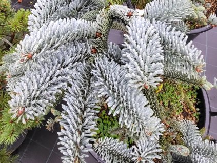 Jedľa vznešená 'Glauca'