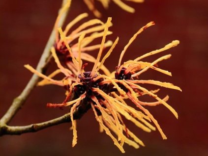 Hamamel prostredný 'Aphrodite'