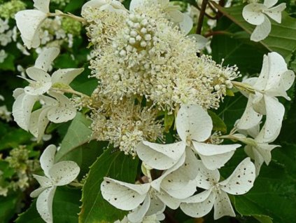 Hortenzia metlinatá 'Cov' PBR Levana