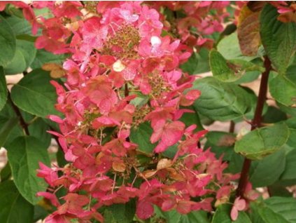 Hortenzia metlinatá  Magical Flame 'Bokratorch'