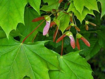 Javor uťatý 'Shune-nishiki'