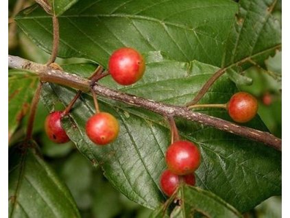 Jelša lepkavá 'Fastigiata'