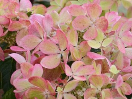 Hortenzia metlinatá 'Renxolor' Pastelgreen