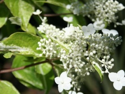 Hortenzia metlinatá'Shikoku Flash'