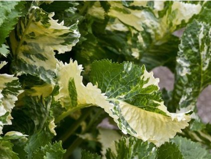 Chren dedinský 'Variegata' - Armoracia rusticana 'Variegata'