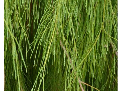 Cypruštek Lawsonov 'Imbricata Pendula'