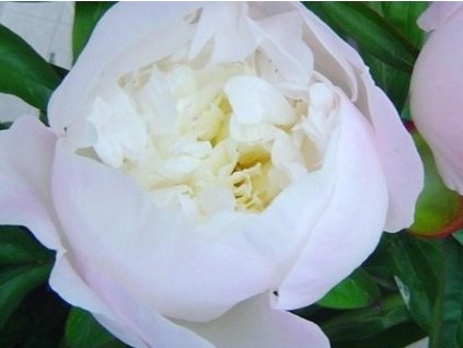 Pivonka čínska 'Immaculee'  - Paeonia lactiflora 'Immaculee'