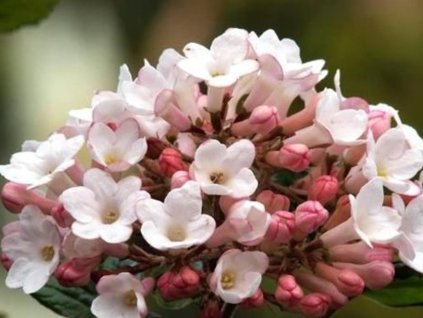 Kalina Burkwoodova 'Anne Russell'