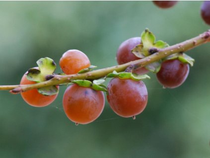 Ebenovník obyčajný