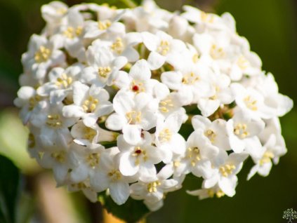 Kalina Burkwoodova 'Chenaultii'
