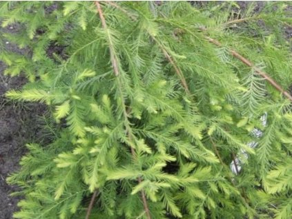 Tisovec dvojradový 'Pendulum Novum'