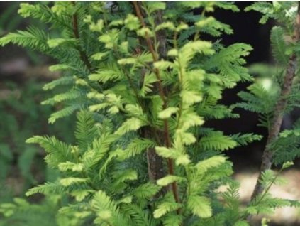 Tisovec dvojradový 'Pevé Minaret'