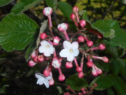 Kalina Carlesova 'Juddii'