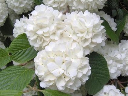 Kalina japonská 'Grandiflorum'