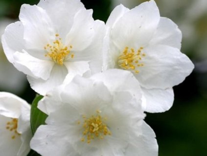 Pajazmín 'Alabaster'