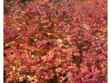 Kalina klikvová 'Spring Red Compact'