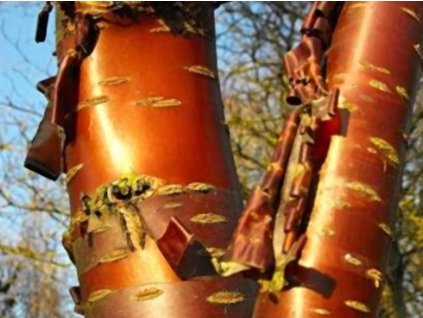 Čerešňa tibetská 'Amber Scots'