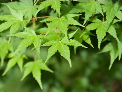Javor dlaňovitolistý