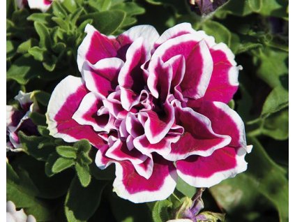 Petúnia 'SweetSunshine® Magenta Picotee' - Petunia hybrida 'SweetSunshine® Magenta Picotee'