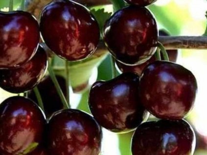 Čerešňa 'Black Star'