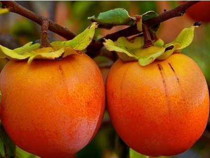 Kaki 'Brilliant Red'