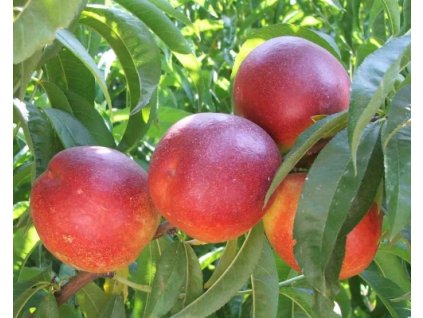 Nektarinka 'Sweet Lady'