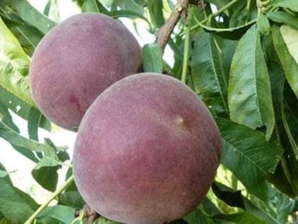 Broskyňa 'Sweet Dream'