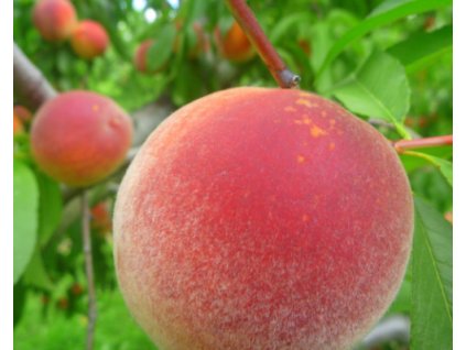 Broskyňa 'Tardy Bell'