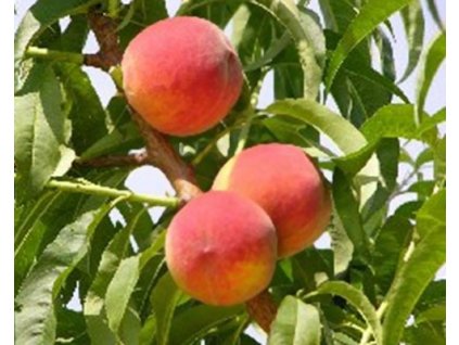 Broskyňa 'Rich May'