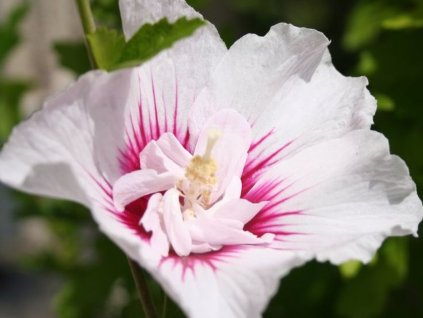 Ibištek sýrsky 'China Chiffon'