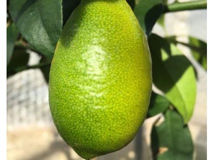 Limequat- citrónovník