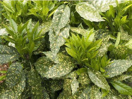 variegata2