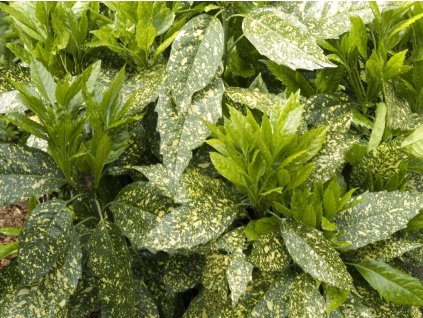 Aukuba japonská 'Variegata'