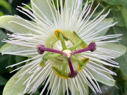 Mučenka modrá 'Constance Elliot'