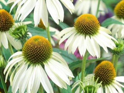 Echinacea 'White Swan' - Echinacea 'White Swan'