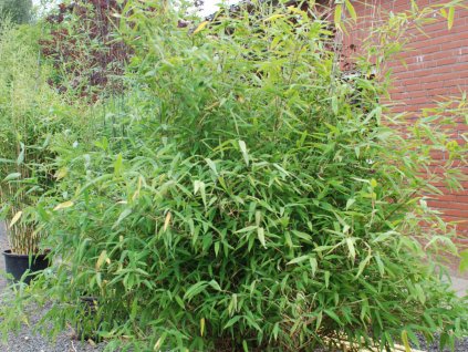 Bambus nitida 'Great Wall'/Bambus  Fargesia nitida 'Great Wall'