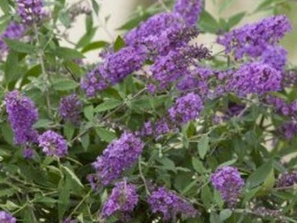 Budleja dávidova Summer Lounge 'Lilac Turtle'