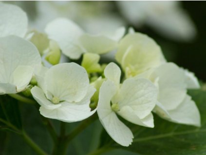 Hortenzia kalinolistá 'Frisbee White'