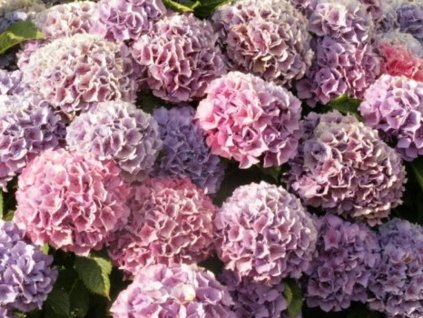 Hortenzia kalinolistá 'Pink Dream'