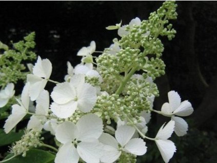 Hortenzia metlinatá 'Kyushu'