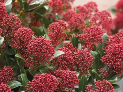 Skímia japonská 'Rubesta'