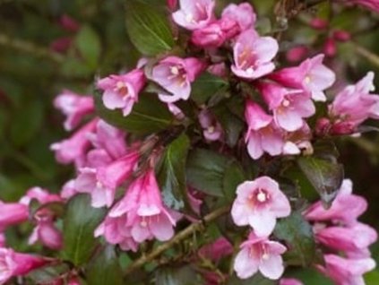 Vajgélia 'Follis Purpureis'