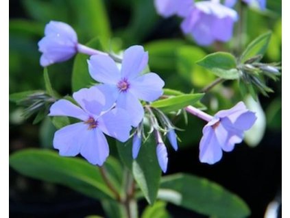 Flox výběžkatý 'Sweet Seduction Blue' - Phlox stolonifera 'Sweet Seduction Blue'