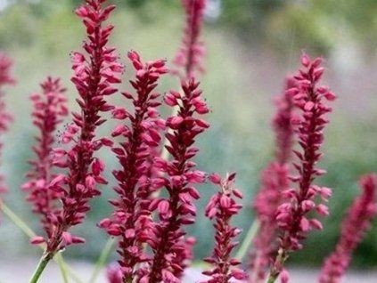 speciosa