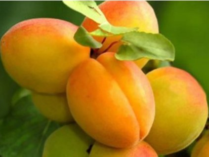 Marhuľa 'Skorá z Morden'